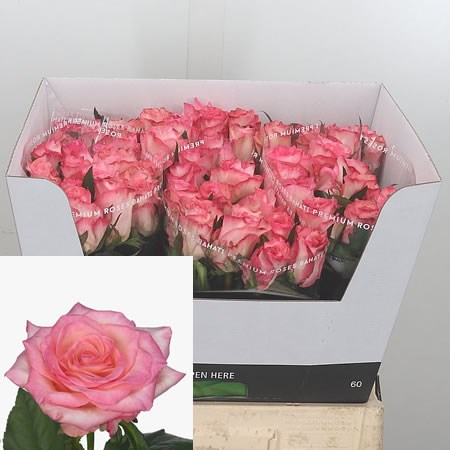 Rose Boulevard