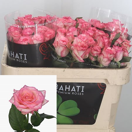 Rose Boulevard