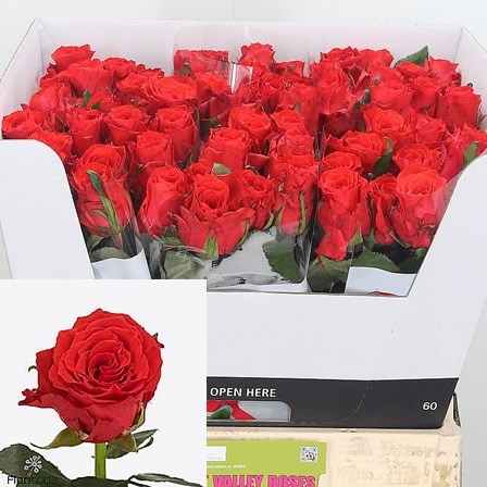 Rose Bright Torch
