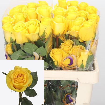 Rose Brighton (Ecuador)