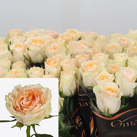 Rose Brinessa