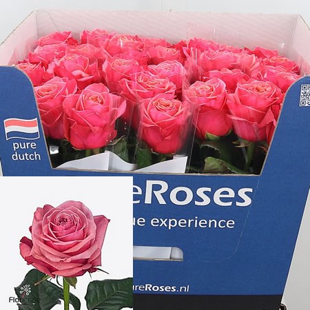 Rose Bubblegum