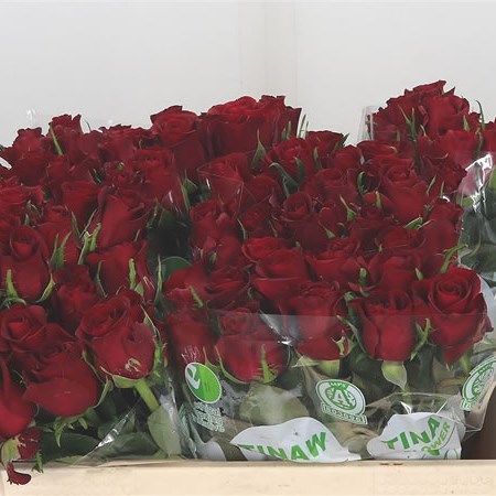 Rose Burgundy