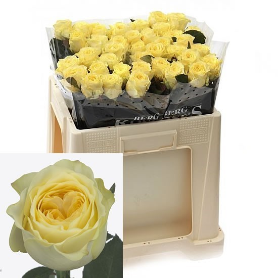 Rose Buttercup