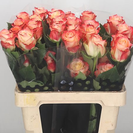 Rose Cabaret (Ecuador)