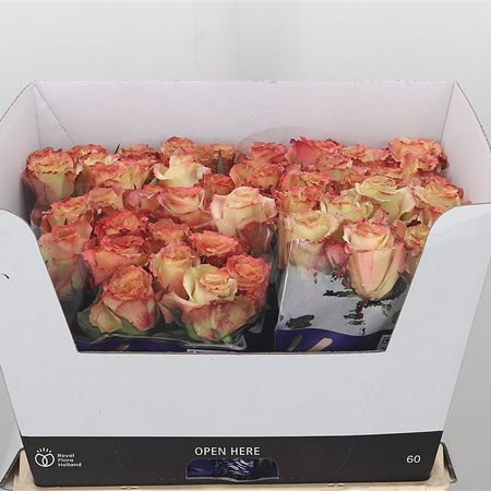 Rose Cafe Caramel