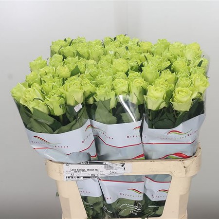 Rose Camouflage