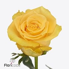 Rose Canary