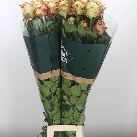 Rose Candy Apple (Ecuador)