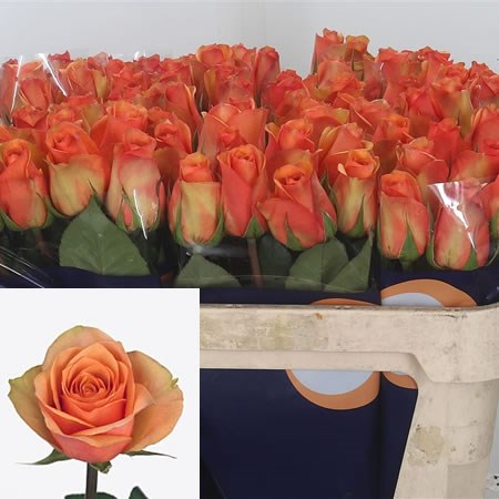 Rose Caracal