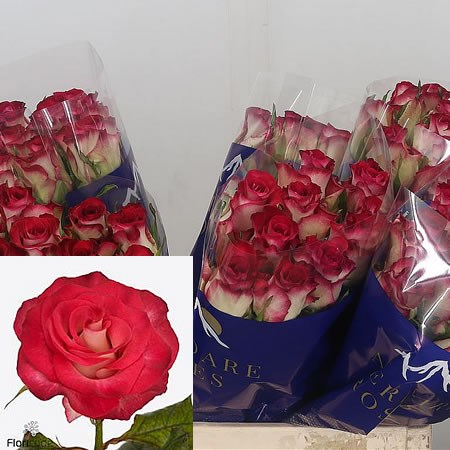 Rose Carice