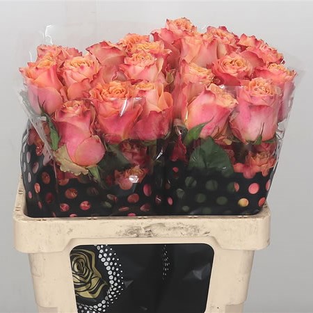 Rose Carpe Diem (Ecuador)