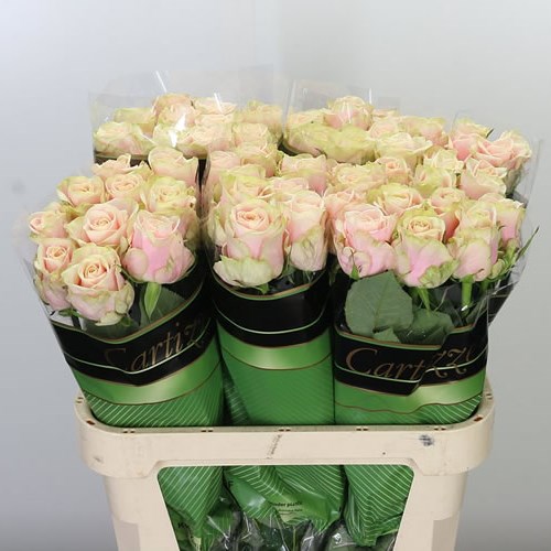Rose Cartizze