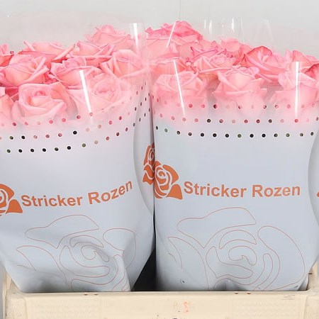 Rose Casanova!