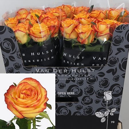 Rose Catalunya