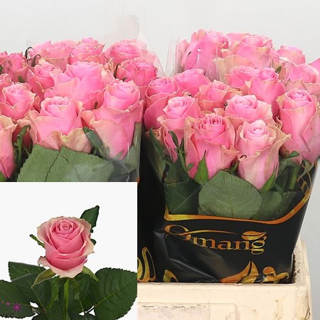 Rose Celeb (Small)