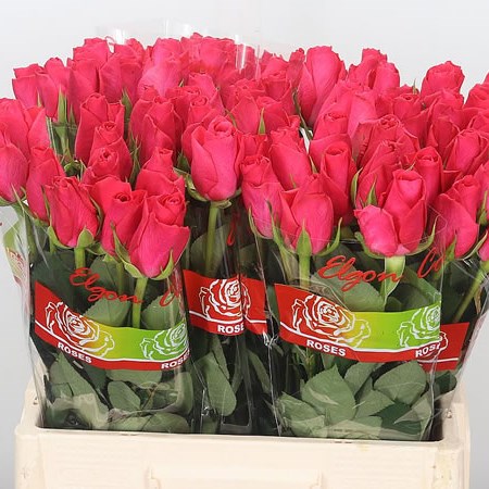 Rose Cerise Show Time