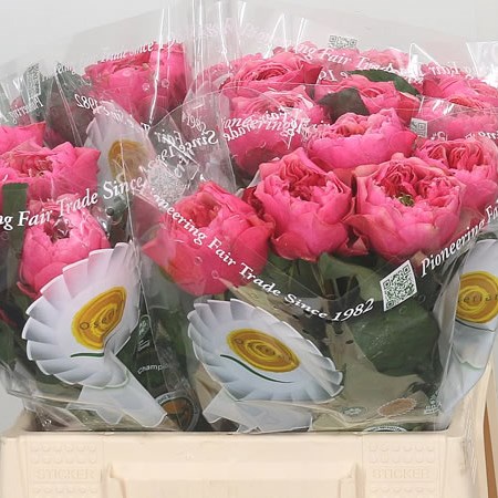 Rose Cerise Vuvuzela