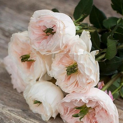 Rose Charity - David Austin 