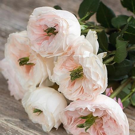 Rose Charity - David Austin