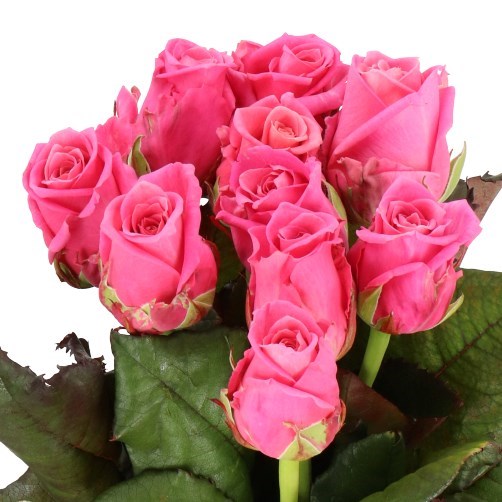 Rose Charlotte