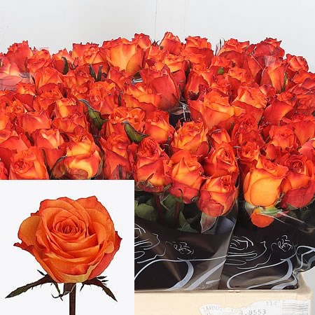 Rose Cheetos