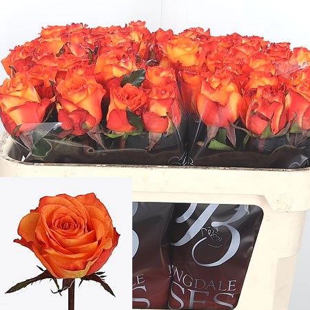 Rose Cheetos