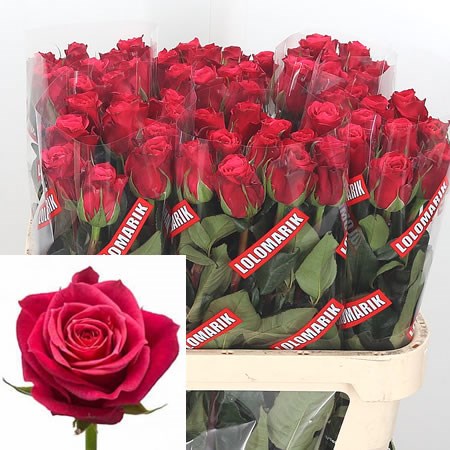 Rose Cherry O