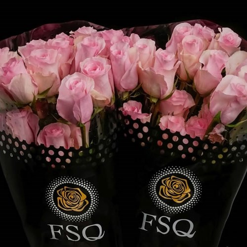 Rose Christa (Ecuador Large Heads)