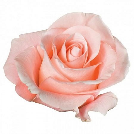 Colombian Rose Peach (our choice)