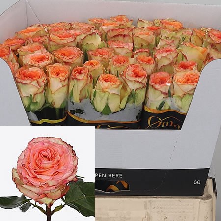 Rose Colosseum