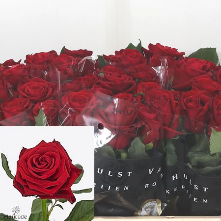 Rose Con Amore