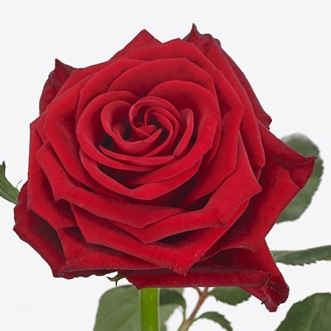 Rose Con Amore