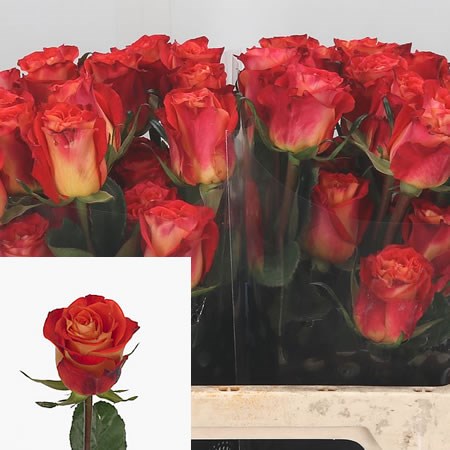 Rose Contrast (Ecuador)