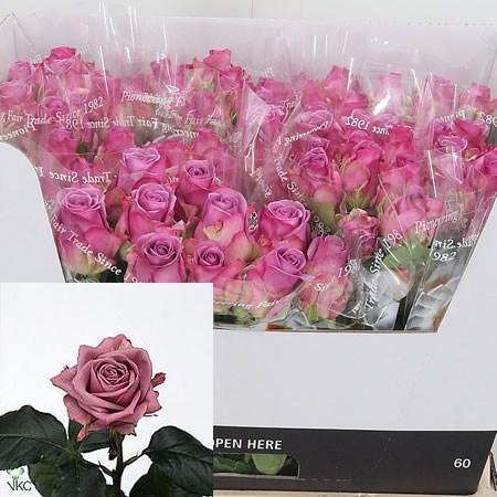 Rose Cool Water