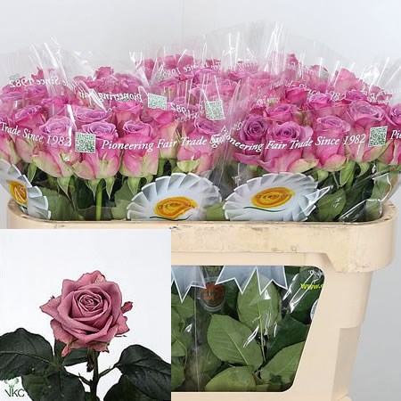 Rose Cool Water