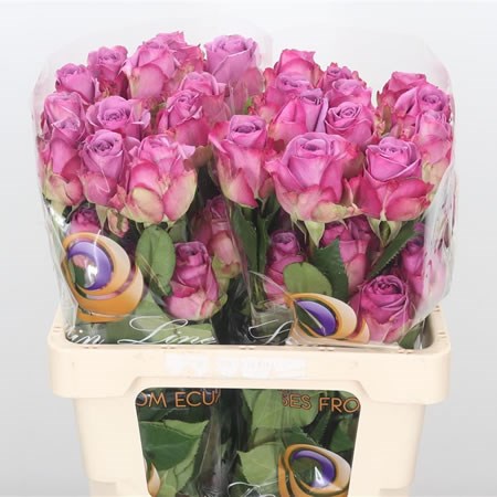 Rose Cool Water (Ecuador)