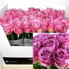 Rose cool water
