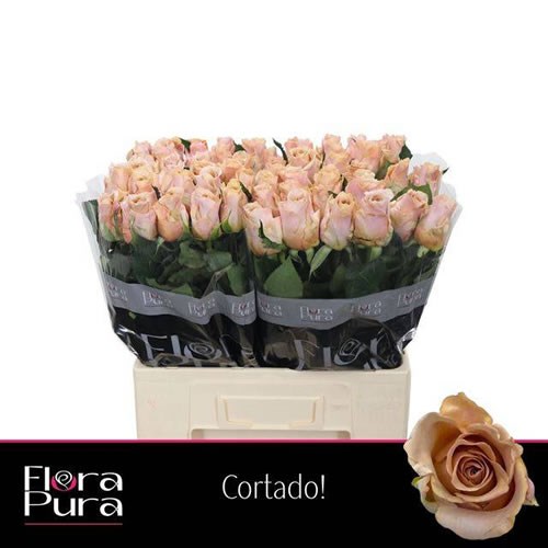 Rose Cortado