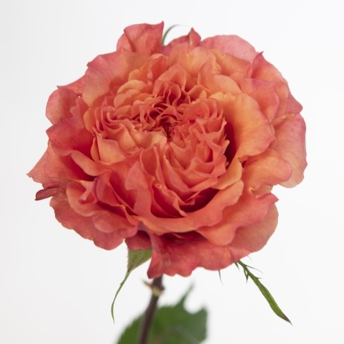 Rose Country Aquarell