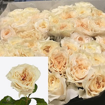 Rose Cream Fragrance