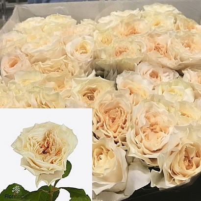 Rose Cream Fragrance