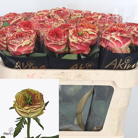 Rose Cubana Summerhouse