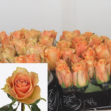 Rose Cuenca