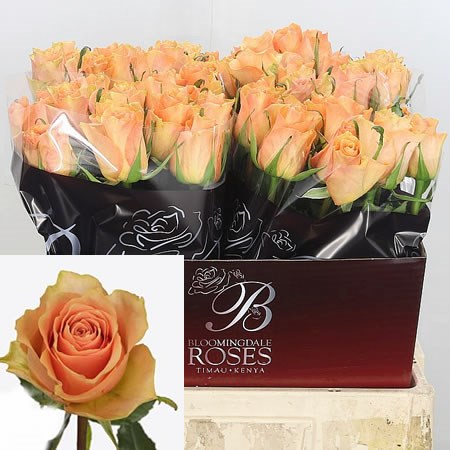 Rose Cuenca