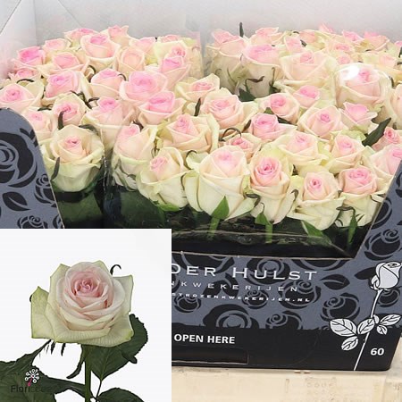Rose Cupcake