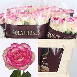 Rose Dance De Meillan