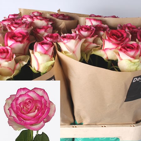 Rose Dance De Meilland