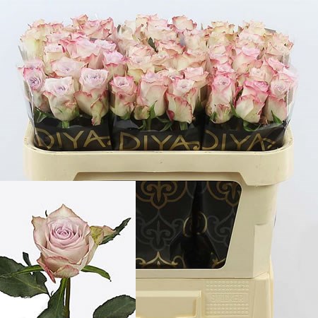 Rose Deep Silver