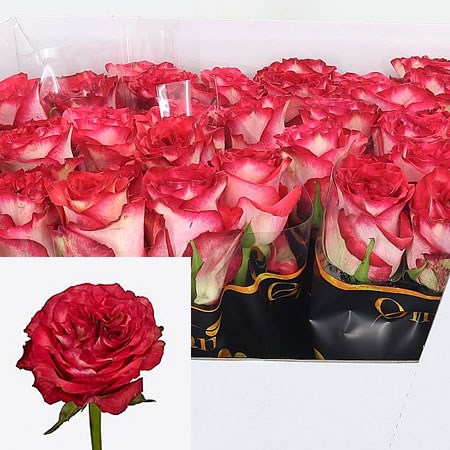 Rose Diabolo